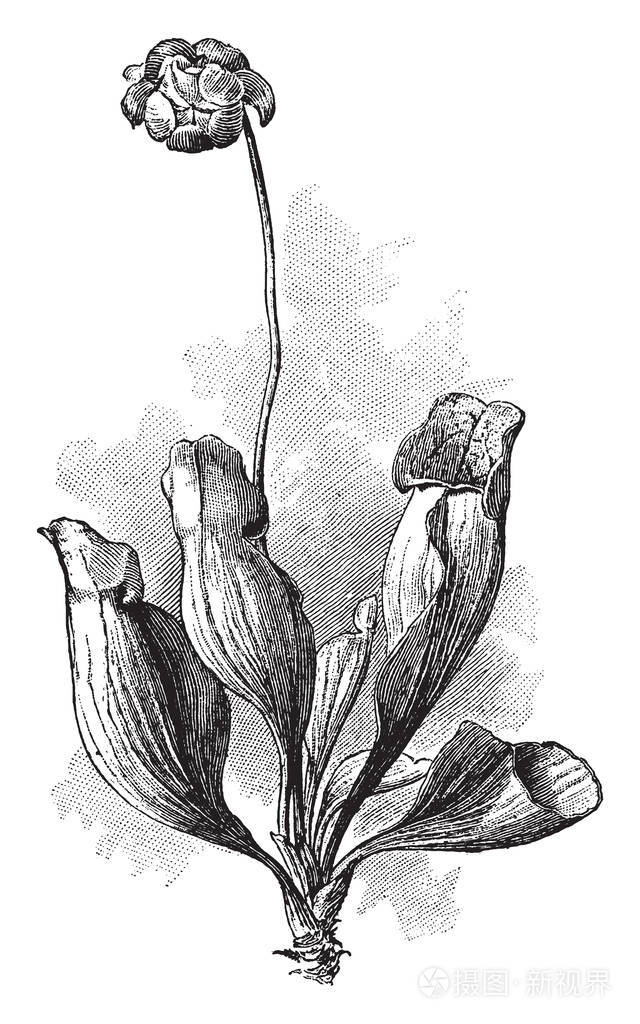 猪笼草叶子是以容器或水罐的形式盖住嘴复古线画或雕刻插图