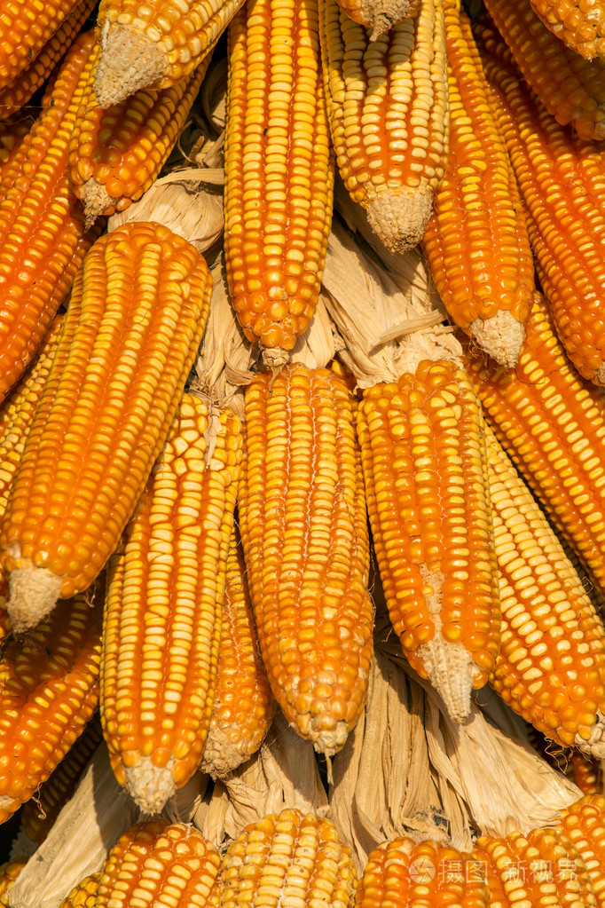 干玉米棒子挂在一棵树上