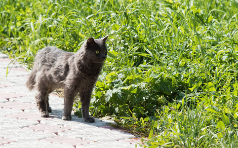 夏天的猫在户外散步