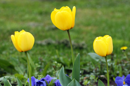 三个黄色的郁金香花春暖花开的季节