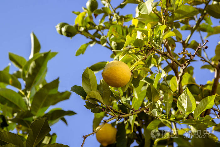 柠檬树在户外.靠近海边.阿尔巴尼亚