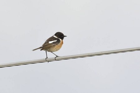 普通 Stonechat 黄连 rubicola, 克里特岛