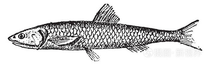 鳀鱼，复古刻图。词典的单词和东西Larive 和弗勒1895年