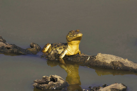 印度鳄鱼鳄鱼在 ranthambhore 老虎储备, 拉贾斯坦邦, 印度照片