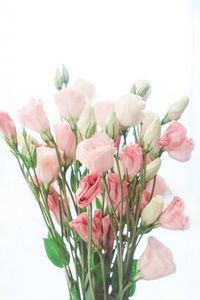 桔梗的花束 洋花 是一朵迷人的花朵。图案似玫瑰无刺