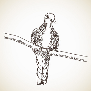 素描的海龟鸽子