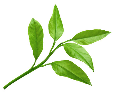 拖鞋鞋白色背景白色背景上孤立的柑橘绿叶子柑橘类水果切背景薄荷叶