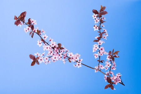 蓝树花枝