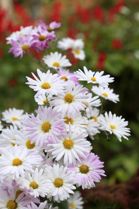 花园中的白色秋季花卉