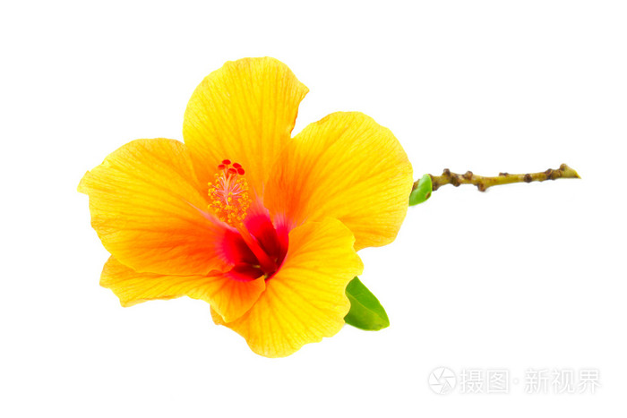 中国的玫瑰 橙芙蓉花白色背景上 Hibis照片 正版商用图片0973dk 摄图新视界