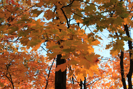 秋天。秋天有趣的颜色。灿烂的秋叶对蓝天的盛宴