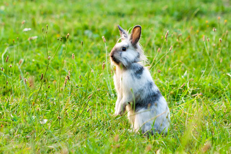 在草丛中站立在后腿上的微型兔子