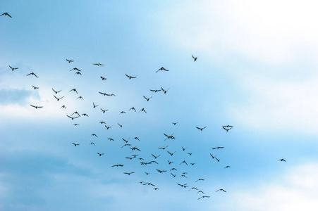 一群鸽子在天空的背景下飞翔