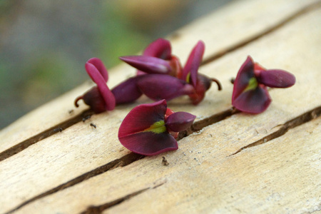 红色的花朵的 callerya 彩叶豆