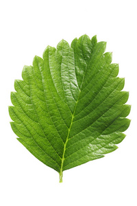 在白色背景下分离的草莓叶.叶子和条纹的纹理清晰可见.剪辑 pat照片