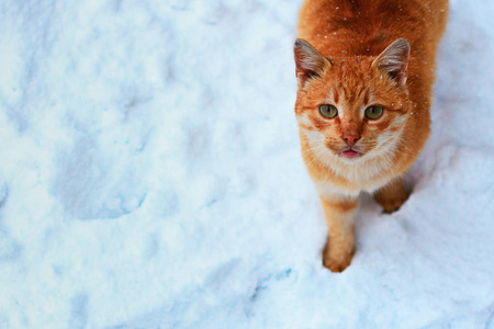 红头发无家可归的猫在雪地里隐隐约约向上。下雪。照片拍摄的顶部