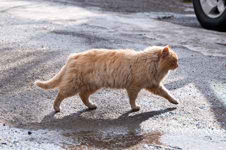 在这条街的猫