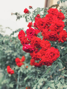 美丽的粉红色玫瑰在夏天在花园里。样式顶部视图组对象