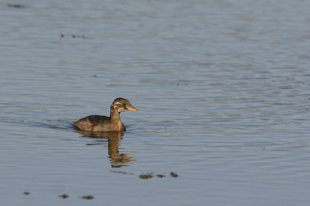 少年小鷉Tachybaptus ruficollis, 克里特岛