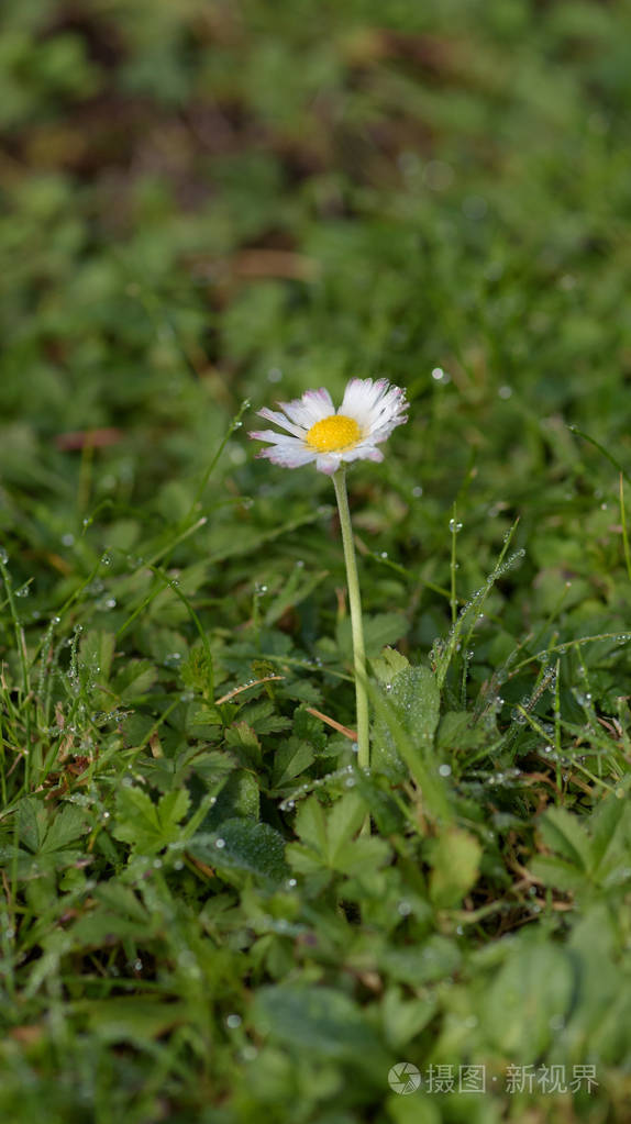 在草坪上的雏菊与晨露的水滴