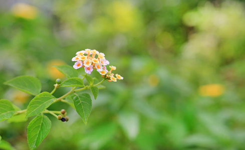 绿色花园中的兰塔娜卡马拉花