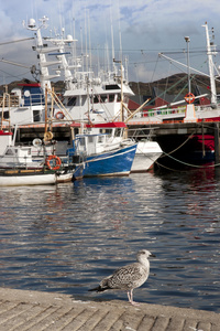海鸥和小船停泊在平静的水面上的基利贝格斯