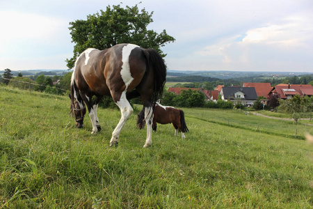 在德国南部非常炎热的温度下, 让马享受新鲜的绿草和蓝天, 在地平线上有宽阔的天使景观