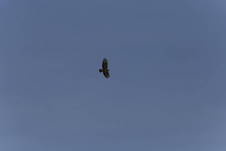 在德国南部6月的一个非常阳光明媚的日子里, 你会看到鸟在蓝色的天空中在空中飞行