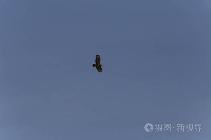 在德国南部6月的一个非常阳光明媚的日子里 你会看到鸟在蓝色的天空中在空中飞行照片 正版商用图片097a4q 摄图新视界