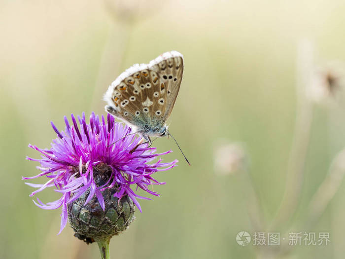 chalkhill 蓝 Polyommatus coridon 蝶坐在盛开的花朵上喂养