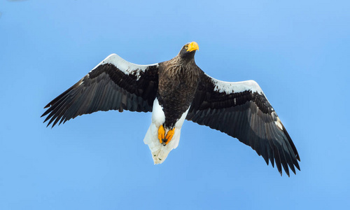 成人史泰勒的海鹰在飞行。科学名称 haliaeetus pelagicus。蓝色天空背景