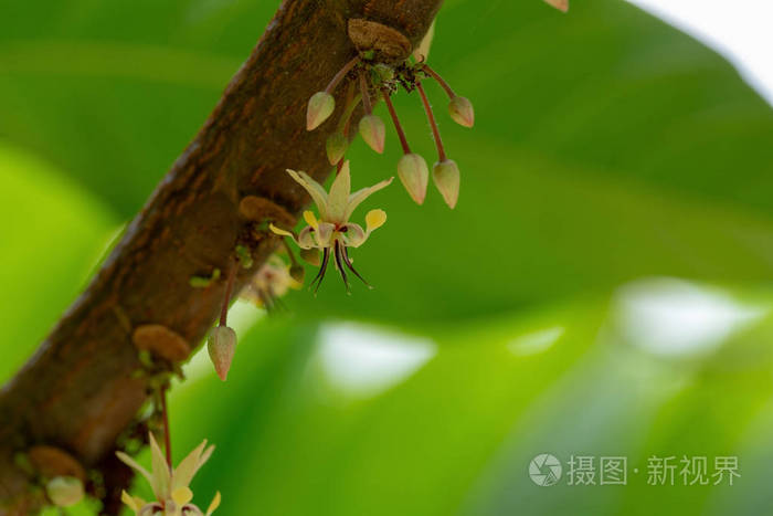 可可花可可果树上的可可荚