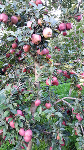 红色成熟的苹果准备收割, 图像