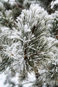 杉木树针上的积雪关闭了