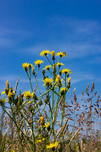 夏季草甸蒲公英草蓝天在德国南部田野