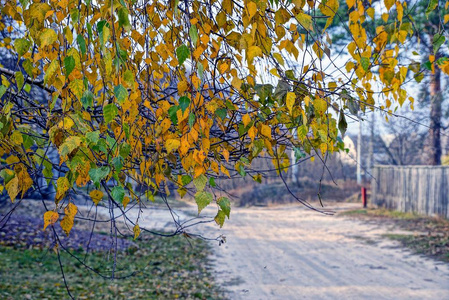 路旁白桦树黄叶图片