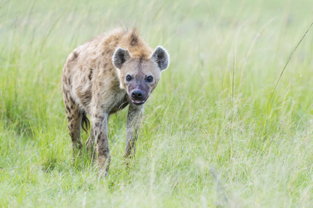 有斑点的土狼 crocuta crocuta 走在稀树草原上, 看着镜头, 肯尼亚马赛马拉国家保护区