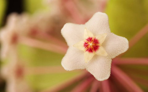 从特写的 porcelainflower 开花。carnosa。蜡厂