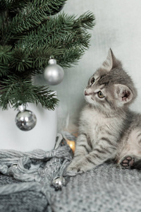 灰色小猫坐在地毯上, 看圣诞玩具, 圣诞节的概念