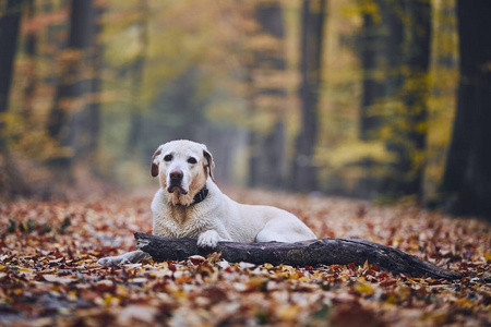 秋天森林里的哀伤的狗。老拉布拉多猎犬躺在路径与棍子