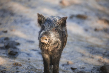 黑色的小猪图片