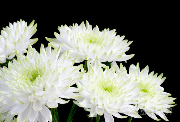 在黑色的白菊花花束
