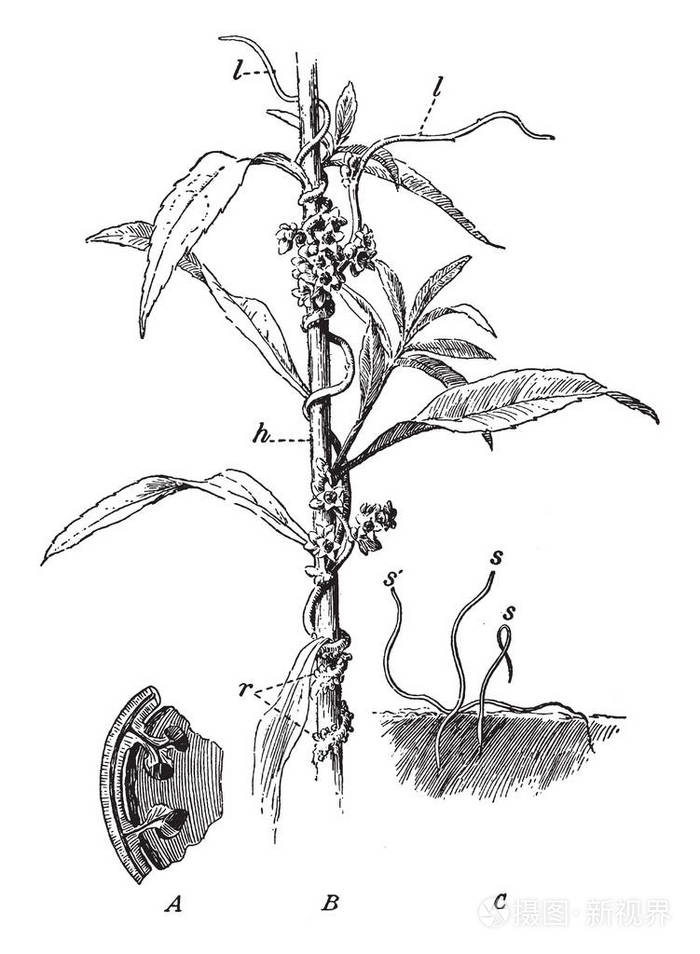 一张图片显示菟丝子在金竿上它显示茎部分的扩大部分b菟丝子植物的