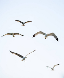 群海鸥在天空中简讯