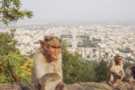 印度泰米尔纳德邦蒂鲁万纳马拉伊 arunachala 山的 rhesus macaque 小猴子