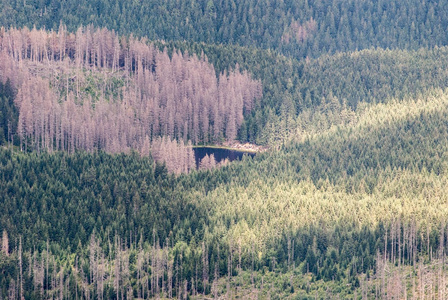 Smreczynski Staw 湖在 Dolina Koscieliska 谷在西部 Tatras 山在波兰与森林毁坏由树皮甲