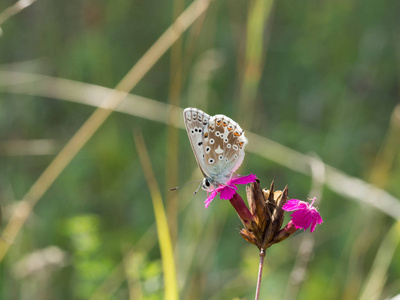 chalkhill 蓝 Polyommatus coridon 蝶坐在盛开的花朵上喂养