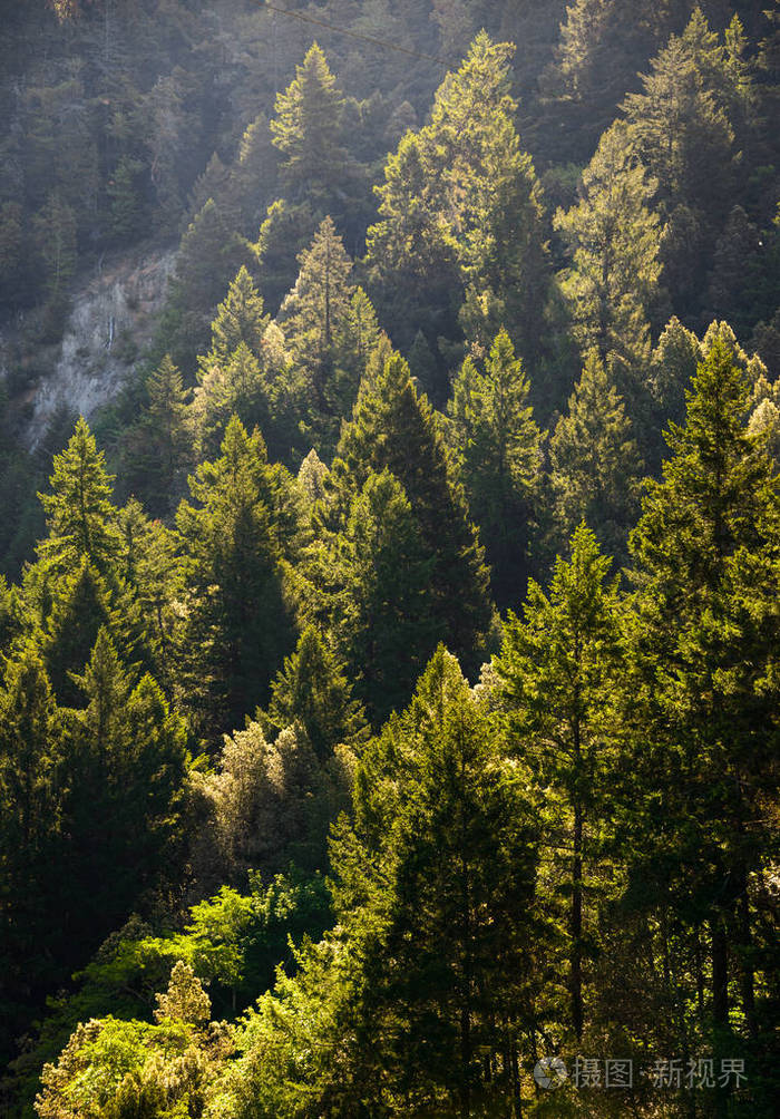 古森林, 黄松松树