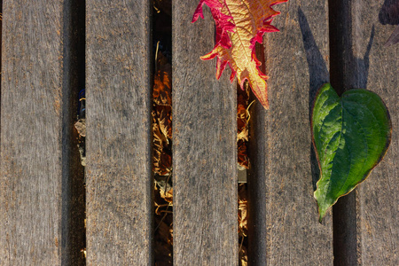 五颜六色的落叶装饰在木桌上在晚上日落温暖的阳光