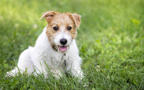 有趣的快乐杰克罗素猎犬宠物狗小狗气喘吁吁在炎热的夏天